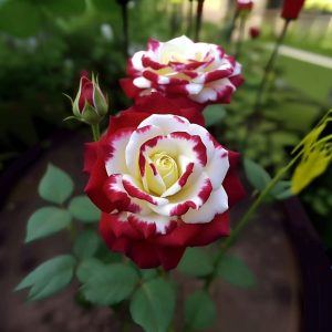 Роза Роял Глом купить по цене от 401р. в интернет-магазине «Посадика» с доставкой почтой в в Клинцые и по всей России – [изображение №1].