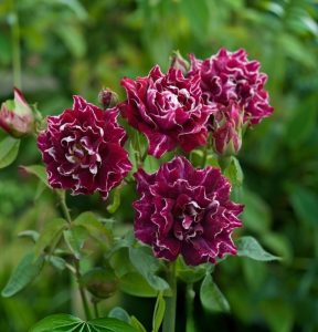 Роза Опаловый Пейзаж купить по цене от 490р. в интернет-магазине «Посадика» с доставкой почтой в в Клинцые и по всей России – [изображение №1].