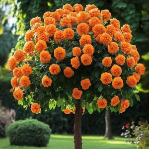 Роза Солнечный Шарм купить по цене от 349р. в интернет-магазине «Посадика» с доставкой почтой в в Клинцые и по всей России – [изображение №1].