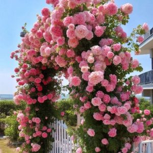 Роза Пастель Розе купить по цене от 605р. в интернет-магазине «Посадика» с доставкой почтой в в Клинцые и по всей России – [изображение №1].