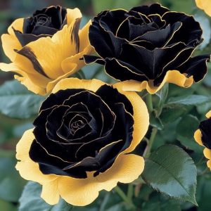 Роза Ханни Сикл купить по цене от 700р. в интернет-магазине «Посадика» с доставкой почтой в в Клинцые и по всей России – [изображение №1].