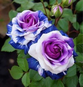 Роза Айвори Каскад купить по цене от 420р. в интернет-магазине «Посадика» с доставкой почтой в в Клинцые и по всей России – [изображение №1].