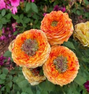 Роза Золотой Мираж купить по цене от 420р. в интернет-магазине «Посадика» с доставкой почтой в в Клинцые и по всей России – [изображение №1].