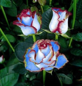 Роза Сафайер Пэтл купить по цене от 450р. в интернет-магазине «Посадика» с доставкой почтой в в Клинцые и по всей России – [изображение №1].