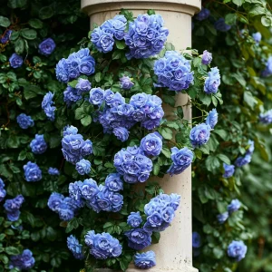 Роза плетистая Блю Перпл купить по цене от 540р. в интернет-магазине «Посадика» с доставкой почтой в в Клинцые и по всей России – [изображение №1].